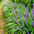 Variegated Liriope (Lilyturf) Grass - Live Plant - 4" Pot by Unknown