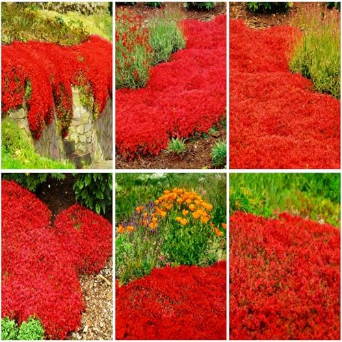 15000pcs Red Creeping Thyme Seeds Ground Cover,Thyme Seeds for Planting Indoors,Thymus Seed Perennial Flower Non-GMO Heirloom for Home Garden by MIXRUGBACWATER