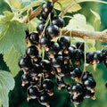 Black Currant Plant Live, Outdoor Berry Fruit Tree, 5-9 Inch Tall by HILROQG