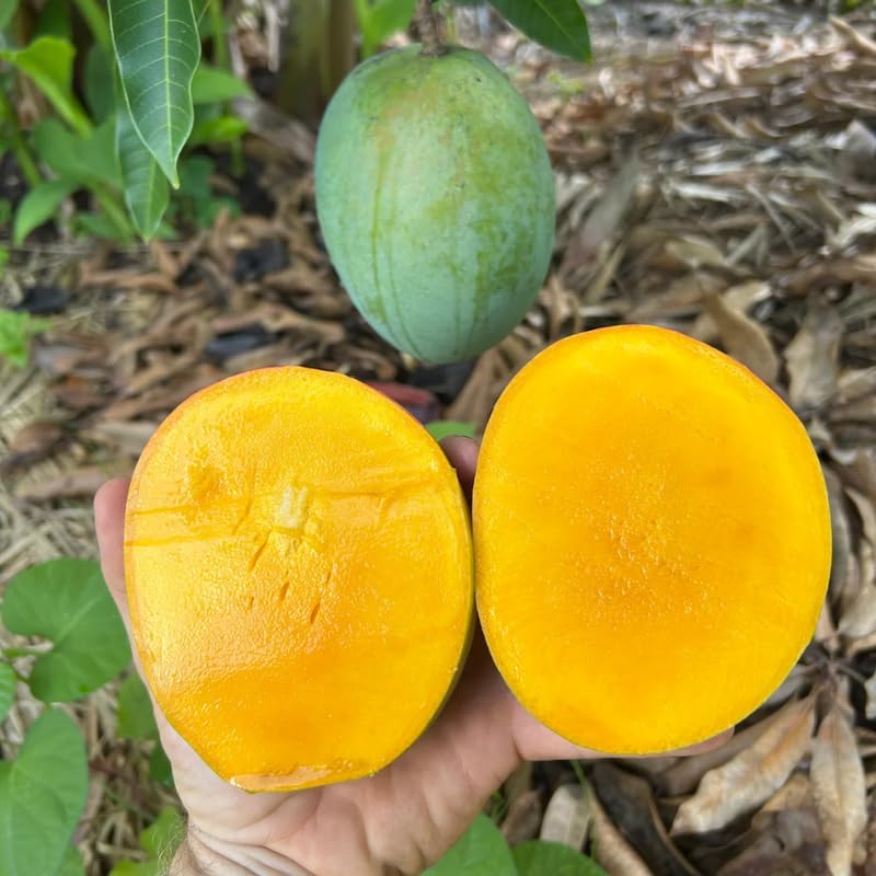 Very Sweet Mango Tree Live Plant, Tropical Fruit, 3 Gallon Pot - Image 5