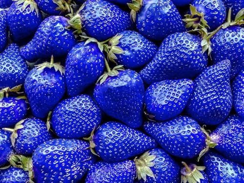 800 Mixed Strawberry Seeds - 4 Colors - Non-GMO Heirloom Perennial Seeds for Planting - Sweet Juicy Berries, Suitable for Indoor/Outdoor Gardens, Pots & Flower Beds - Image 4