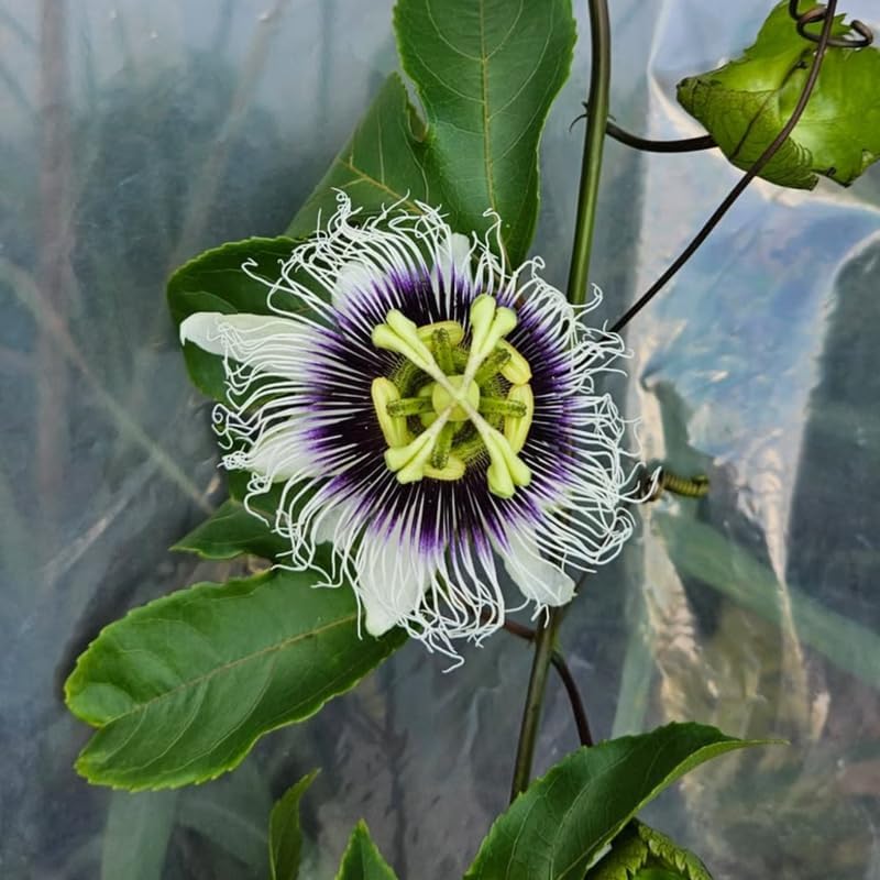 2 White Purple Passiflora Plants, Colorful Passion Flower Vines, 4-7'' Tall - Image 3