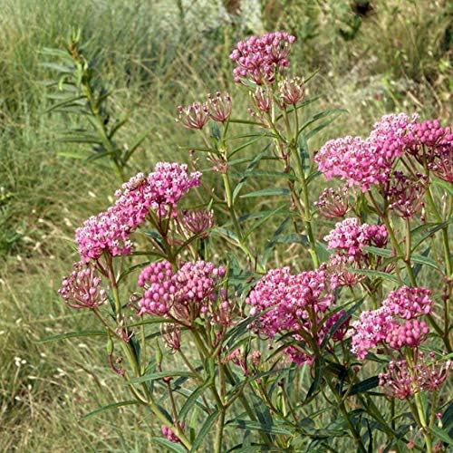 Swamp Milkweed 'Pink Rose Milkweed' (Asclepias incarnata) 2.5 inch Pot - Image 2