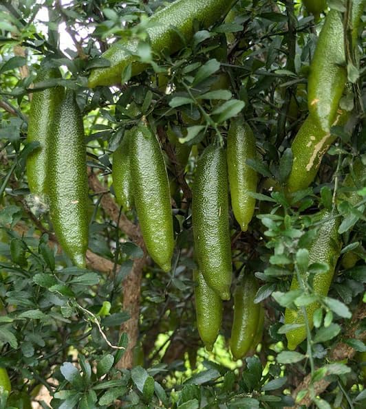 Finger Lime Live Plant 3-4 Inch Tall, Rare Caviar Lime Tree, Green Finger Lime, Pink Blossoms, Ornamental Fruit Tree - Image 6