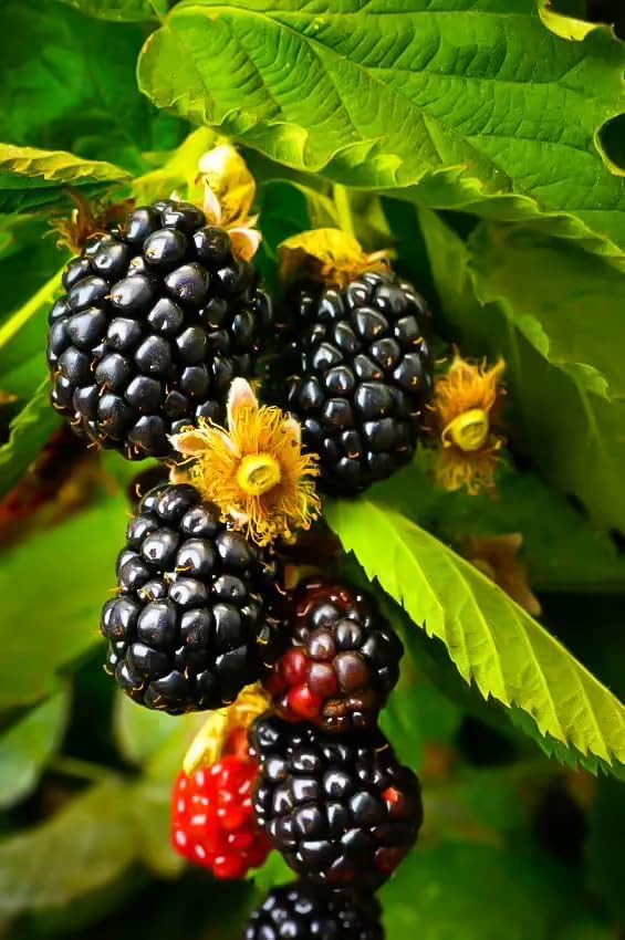 Ouachita BlackBerry Live Plant (5-9" Tall) – Thornless Sweet Berry Bush – Zones 6-9 – Upright Rubus Starter for Patio Containers or Gardens – Disease Resistant & High Yield - Image 3
