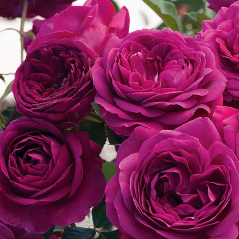 Climbing Rose Plant Live, Reblooming Rose Bush - Image 3