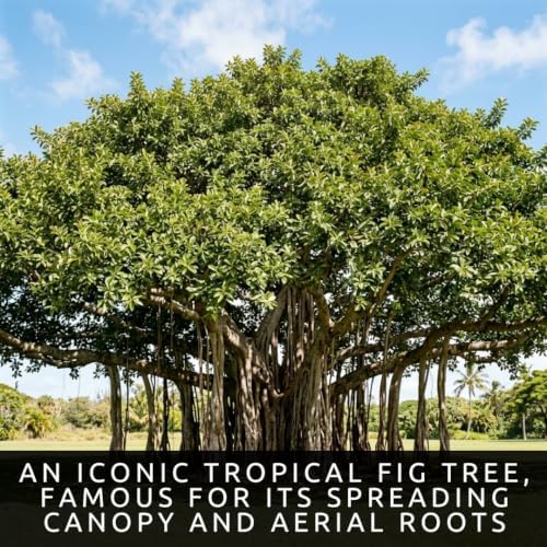 30 Banyan Tree Seeds | Ficus Benghalensis Tropical Tree Seeds for Planting - Image 2