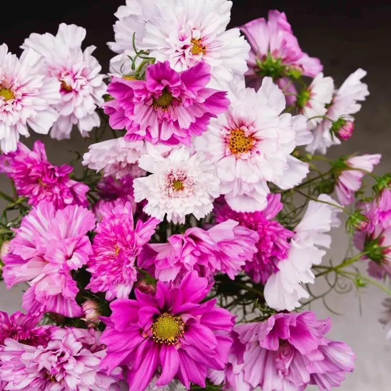 1000 Double Cosmos Seeds for Planting – Fully Double Blooms, Mixed Colors, Open-Pollinated Annual Wildflowers, Attract Butterflies & Bees, Cut Flower & Garden Bedding Use - Image 4