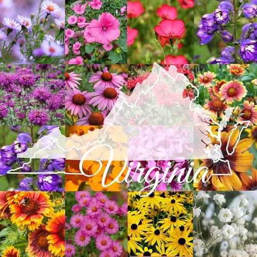 Virginia Bulk Wildflower Seed Mix 1lb Covers 2,000sq-ft - Attract Pollinators, Multi-Color Perennial and Annual Non-GMO Blooms - Northeast US Species Plant in Spring/Fall (1 Pound) by PaperStreetPerennials