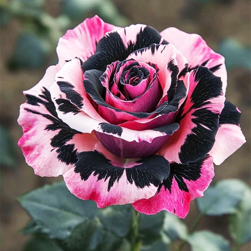 285+ Mix Rose Seeds for Outdoor Planting - Perennial Flower, High Germination Rate, Fragrant Garden Roses, Heirloom Variety - Image 4