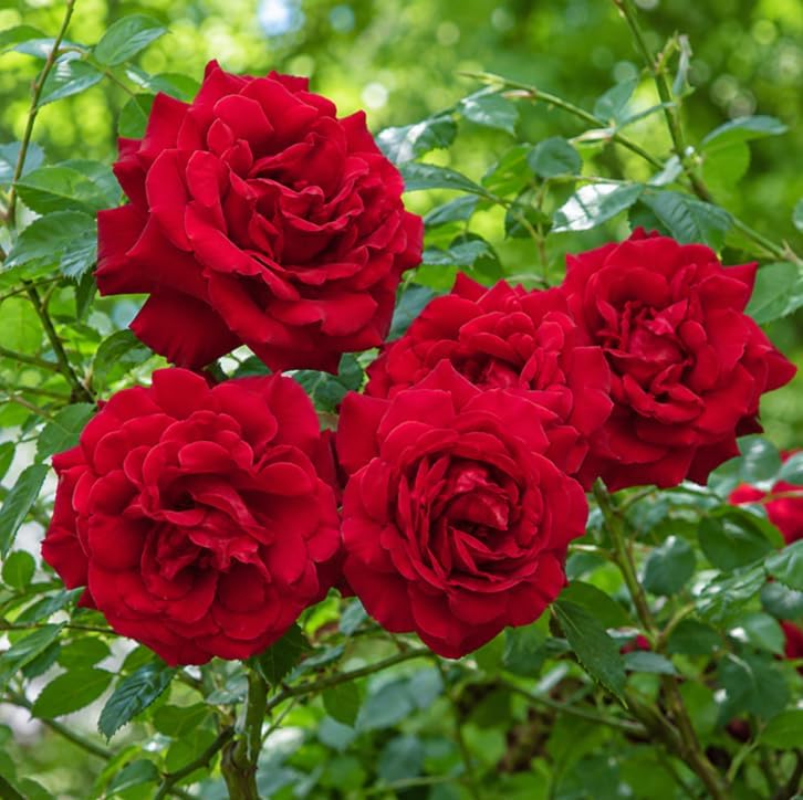 Red Don Juan Rose Plant Live for Planting, Fragrant Red Flowering, Climbing Rose Bush Plant for Outdoor Garden 4 to 6 Inch Tall, No Pot - Image 2