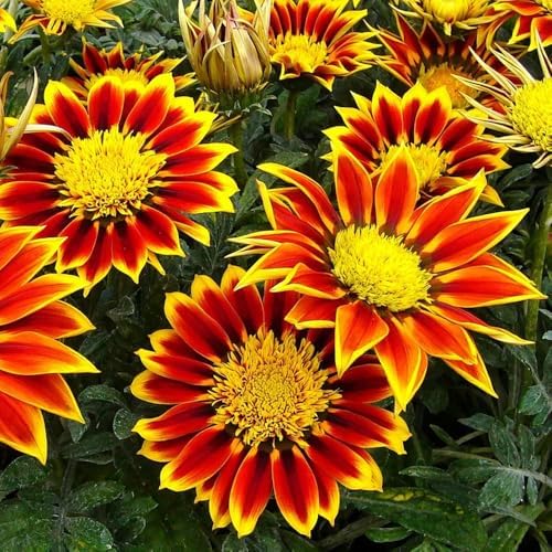 300 Perennial Mix Gazania Seeds Heat-Perennial Ground Cover Seeds-Drought Tolerant Garden Wild Flowers Seed for Gardens Outdoor - Image 4
