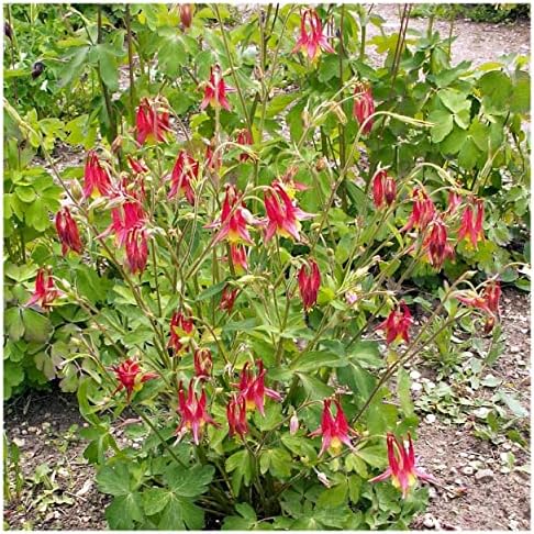 Everwilde Farms - 300 Wild Columbine Native Wildflower Seeds - Gold Vault Seed Packet - Image 4