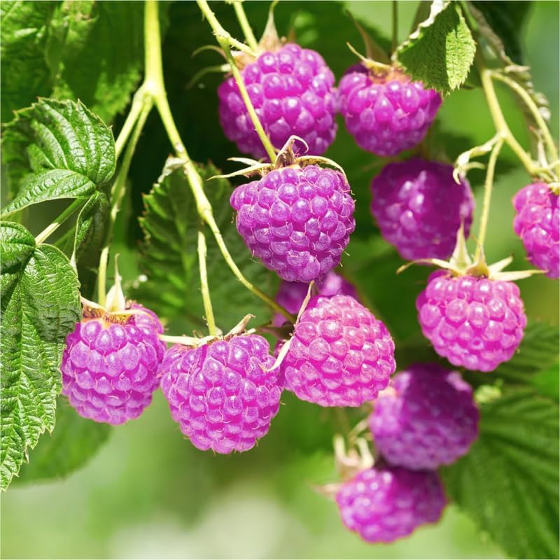 2 Glencoe Thornless Raspberry Plants Live, Berry Bush, 4-8" Tall - Image 6