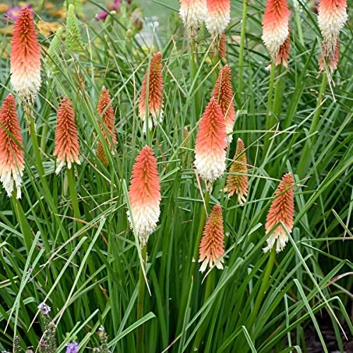 Votaniki High Roller Kniphofia Bare Root - Perennial, Vibrant Red and Yellow Flowers | Red Hot Poker - Perfect for Landscaping, Borders, and Containers (2 Pack) - Image 3