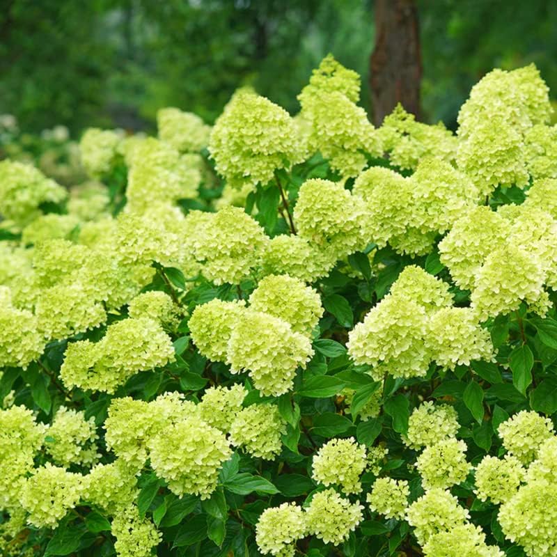 Green Hydrangea Live Plant, 6-12 Inch Tall - Image 2