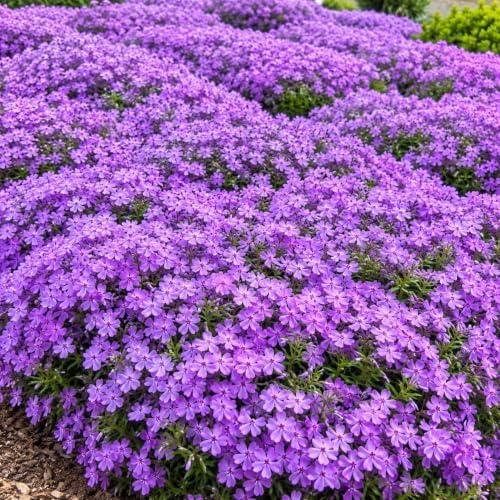 10 Purple Beauty Creeping Phlox Ground Covers - Live Plants - 4" Pots by Unknown