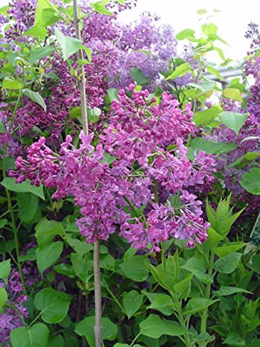 Syringa X hya. 'Pocahontas' (Lilac) Shrub, purple flowers, #3 - Size Container - Image 3