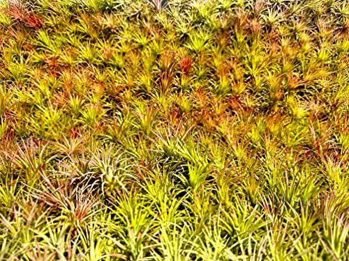 ragnaroc Air Plants Bulk - Tillandsia Ionantha Wholesale Pack, Regular 1-3" - 25ct - Live Arrival Guaranteed - House Plants for Home Decor & Gift - Image 6