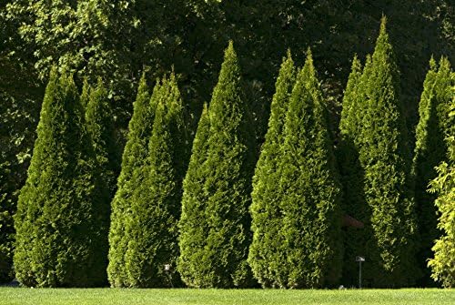 Live Plant Green Promise Farms, Thuja occidentalis 'Smargd' Emerald Green Arborvitae #3 Size Container, Evergreen - Image 2