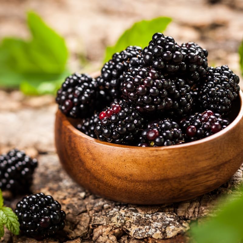 2 Ouachita BlackBerry Live Plants, Thornless Berry Plant, 5-8" Tall - Image 5