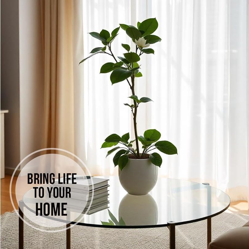 Camelia Tea Plant (4 Pack) | Real Live Plant for Sale | Perfect for Tea Lovers | Hardy and Easy to Grow for Planting | Grow Organic Tea Leaves at Home | Great for Indoor or Outdoor Gardens - Image 7