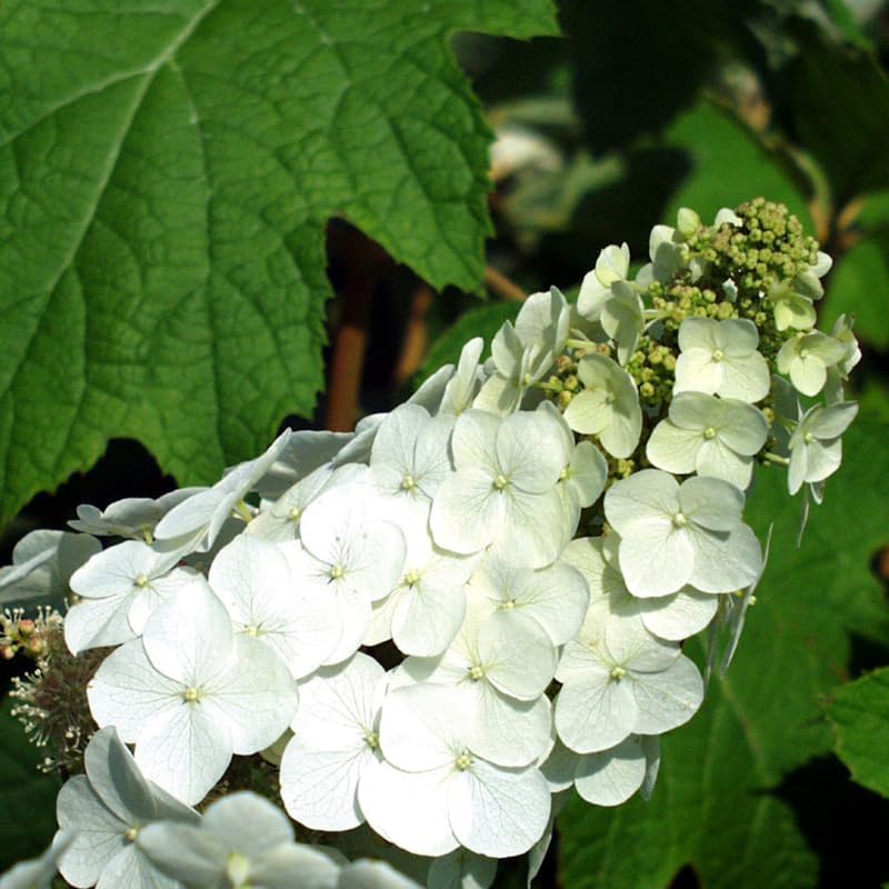 White Hydrangea Plant Live, Garden Shrub, 7-12" Tall, in Pot - Image 2