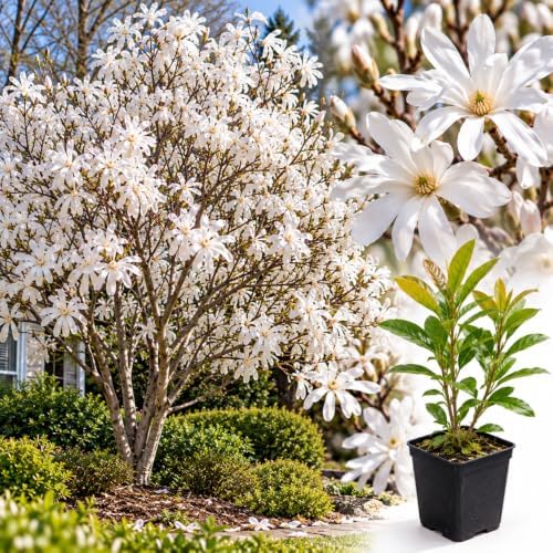 Star Magnolia Live Plant, Flowering Tree, 6-12 Inch Tall, 2.5 Inch Pot by Unknown