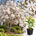 Star Magnolia Live Plant, Flowering Tree, 6-12 Inch Tall, 2.5 Inch Pot by Unknown