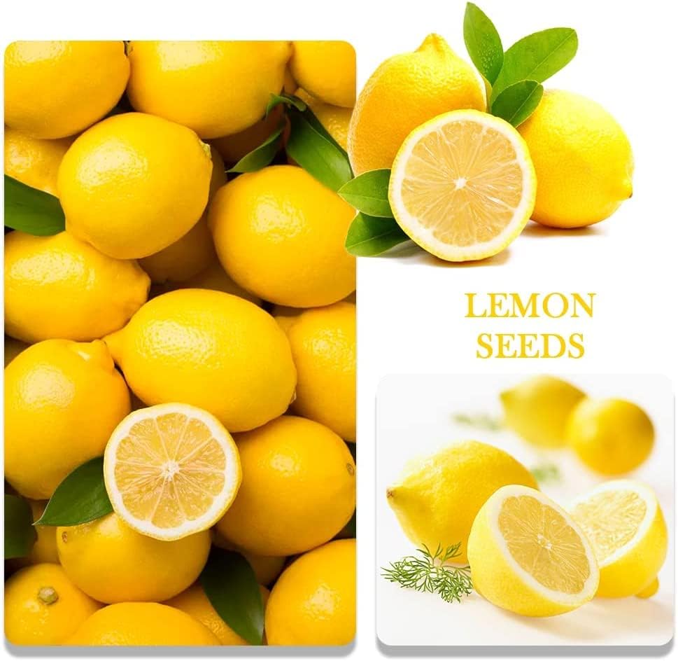 200+ Mix Dwarf Bonsai Fruit Tree Seeds for Planting, 4 Variety Individual Packs, 50+ Lemon Tree Seeds 50+ Cherry Tree Seeds 50+ Orange Tree Seeds 50+ Apple Seeds Organic Heirloom Fruit Seeds - Image 5