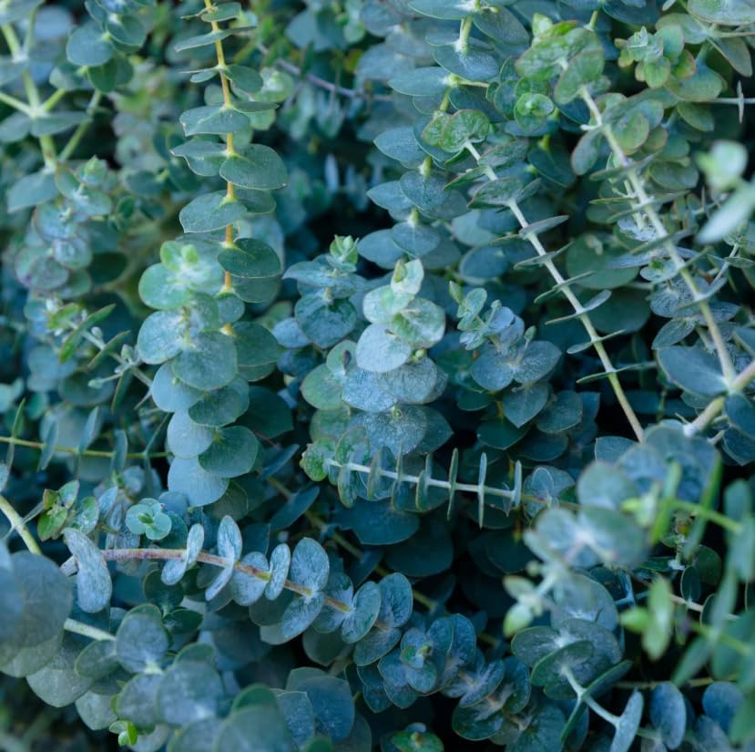 Silver Dollar Eucalyptus Plant Ornamental Eucalyptus Tree, Fragrant Leaves,Silver Dollar Trees 4-6" Tall 4" Pot - Image 5