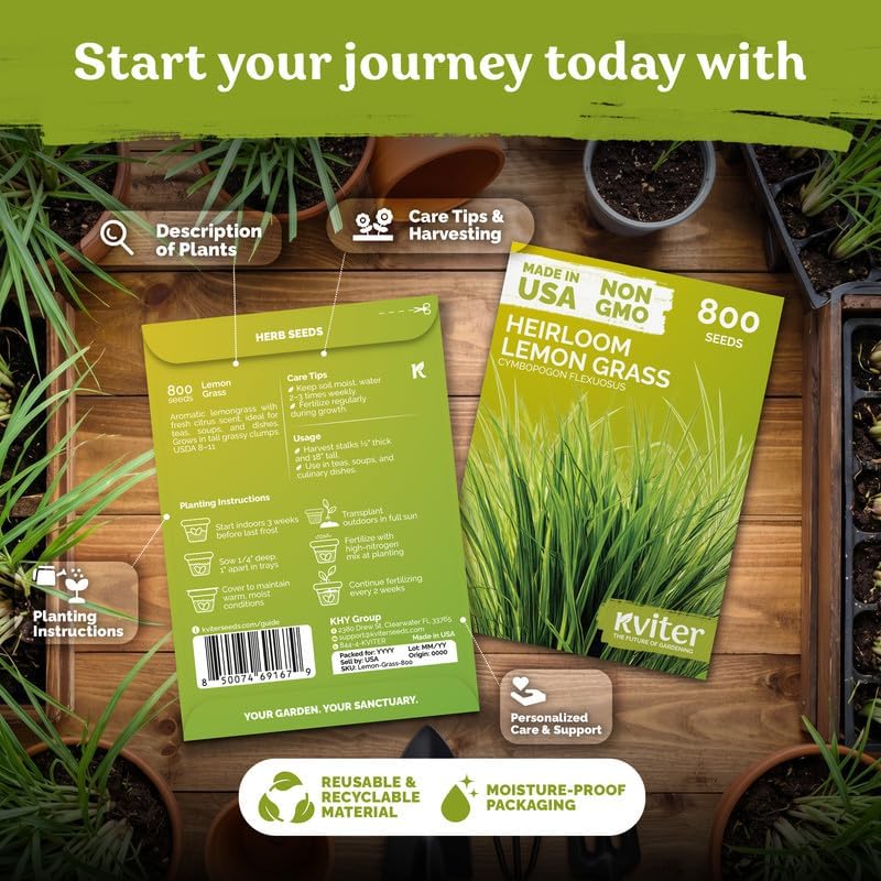 800 Lemongrass Heirloom Herb Seeds for Planting, Cymbopogon Citratus - Image 2