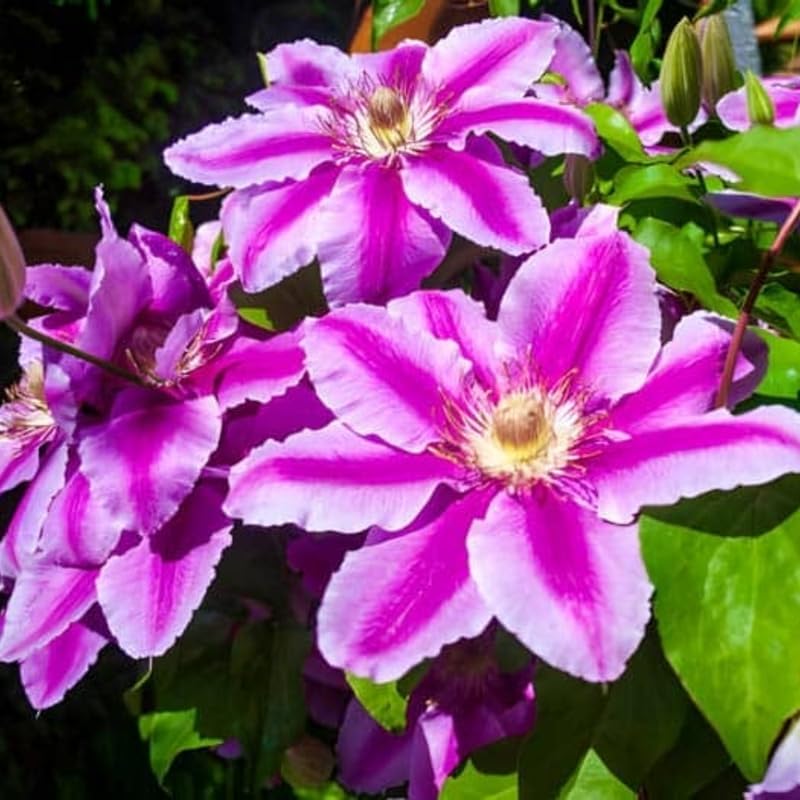 Pink Clematis Live Plant, 2.5" Pot, Fragrant Flowering Vine by HILROQG