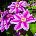 Pink Clematis Live Plant, 2.5" Pot, Fragrant Flowering Vine by HILROQG