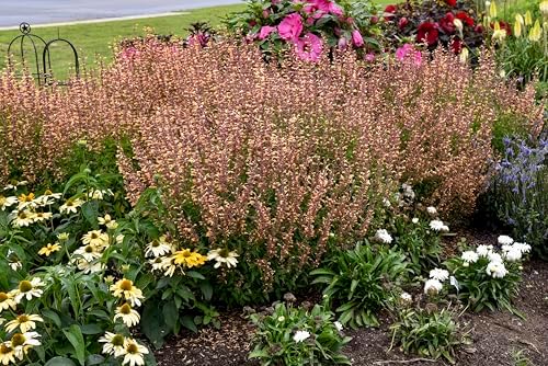 Live Plant from Green Promise Farms - Proven Winners, Agastache x Meant to Bee Queen Nectarine, Annise Hyssop, Peach Flowers - #1 Gallon Size Container - Image 2
