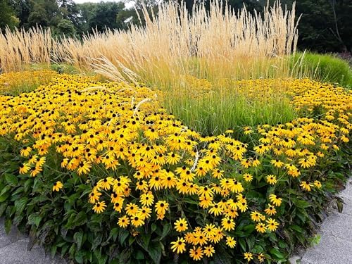 Greenwood Nursery: Live Perennial Plants - Black-Eyed Susan + Rudbeckia Fulgida 'Goldsturm' - [Qty: 5X Pint Pots] - (Click for Other Available Plants/Quantities) - Image 2