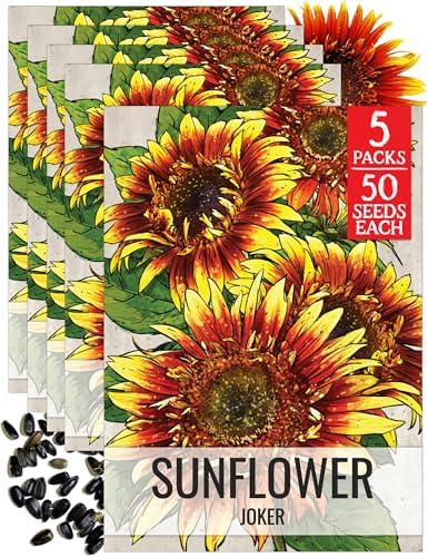 Seed Needs Joker Sunflower Seeds to Plant Cut Flowers - 5 Packs by SeedNeeds
