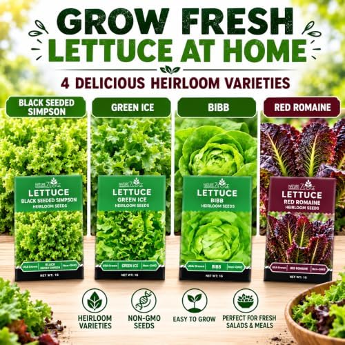 NatureZ Edge Lettuce Seeds for Planting, 4 Popular Varieties Non-GMO Heirloom Seeds, Red Romaine, Bibb Butter, Black Seeded Simpson, Green Ice Lettuce, Romaine, Salad Lettuce, Hydroponic Garden, USA - Image 4