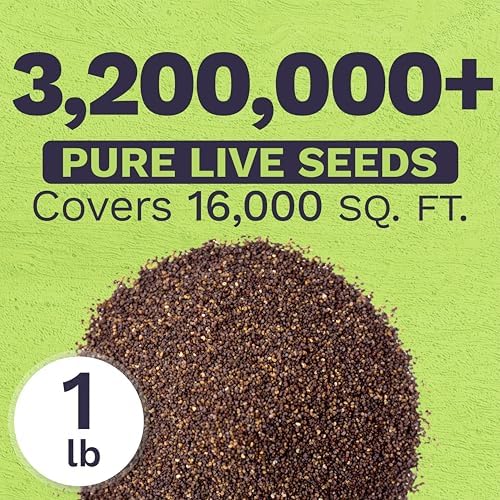 Red Poppy Seeds for Planting - Bulk 1 Pound Bag - Over 3,200,000 Wildflower Seeds - Image 4