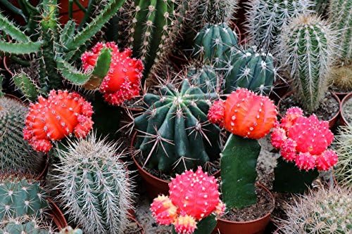 Cactus Variety Mix Seeds – Assorted Cactus Seeds for Planting - Image 7