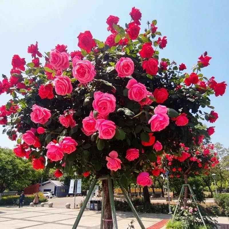 285PCS Mixed Tree Rose Seeds – Multi-Color Rose Tree Flowers for Planting – Hardy, Long-Blooming Ornamental Seeds for Home Gardens, Pots & Outdoor Decor - Image 3