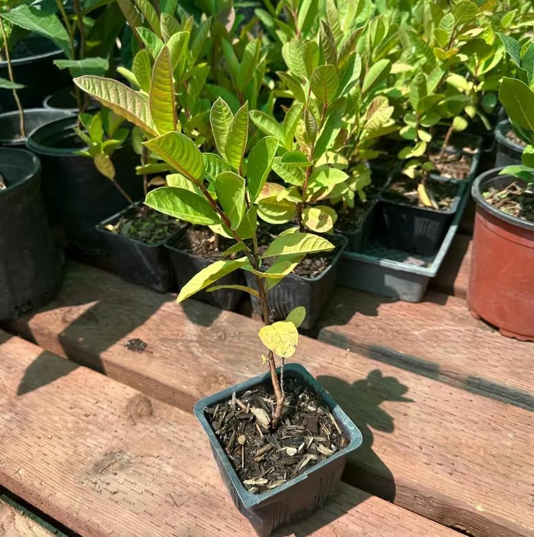 White Guava Tree Live Plant 4-6 Inch Tall, Sweet Guava Plant, Tropical Fruit Tree with Fragrant White Flowers for Outdoor Garden in 4 Inch Pot - Image 3