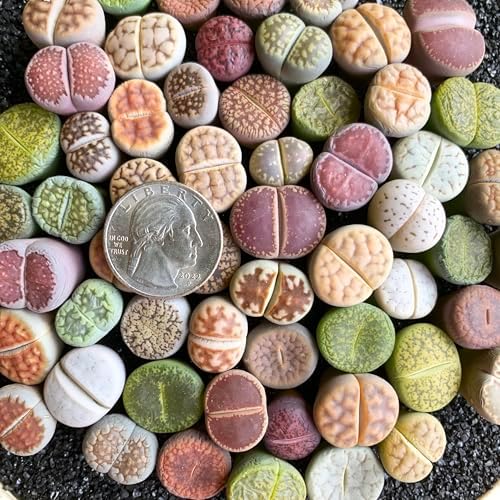 Lithops Random Mix Rare Live Succulent Plants, 30/50/100 Pcs Succulent Live Plant, Bare Root Without Pot Soil, Garden Indoor Office, Friend Plant Lovers Gifts (Large 50pcs) - Image 3