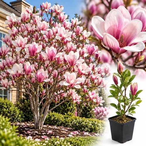 Saucer Magnolia Live Plant, Ornamental Tree, 6-12 Inch Tall, 2.5 Inch Pot by Unknown