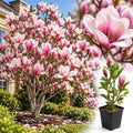 Saucer Magnolia Live Plant, Ornamental Tree, 6-12 Inch Tall, 2.5 Inch Pot by Unknown