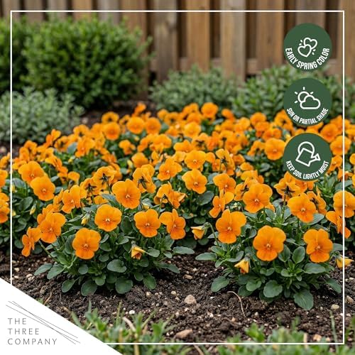 Pansy - Orange (4 Pack), Live Winter Flowering Annual, Beautiful Winter Color, 6" Tall by 4" Wide in 1 Pt Pot - Image 7