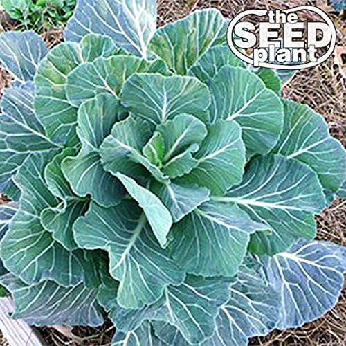 Georgia Southern Collard Green Seeds - 500 Seeds Non-GMO by The+Seed+Plant