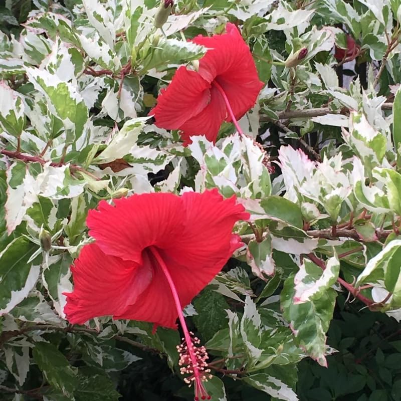4 Variegated Red Hibiscus Plants Live, Cold Hardy Flower Bush, 4-8" Tall - Image 4