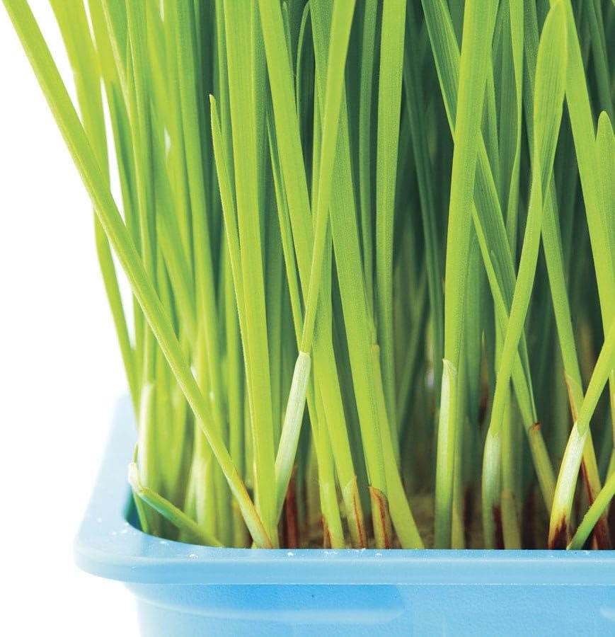 Park Seed Sow Effortless Collection Seed Tape – Cat Grass, 15 Feet – Easy DIY Planting for Pets or Windowsill Decor, Quick-Growing Barley Grass, No Thinning or Measuring Required, Ready in 7 Days - Image 4