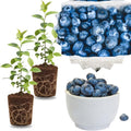 2 Highbush Blueberry Live Plants, High Yield Berry Bush, 4-7 Inch Tall by GardenNurserySince1996